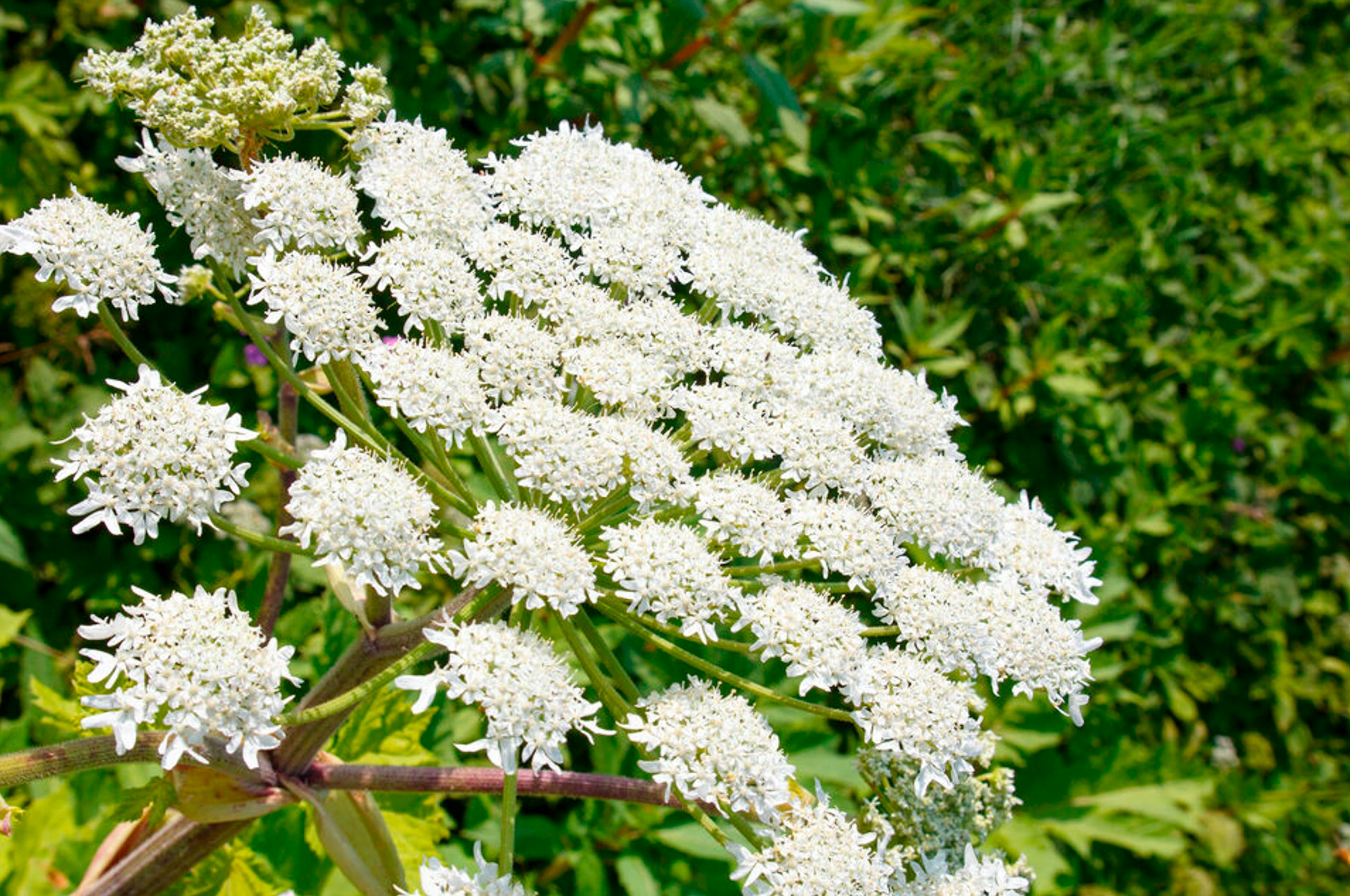 Giant hogweed