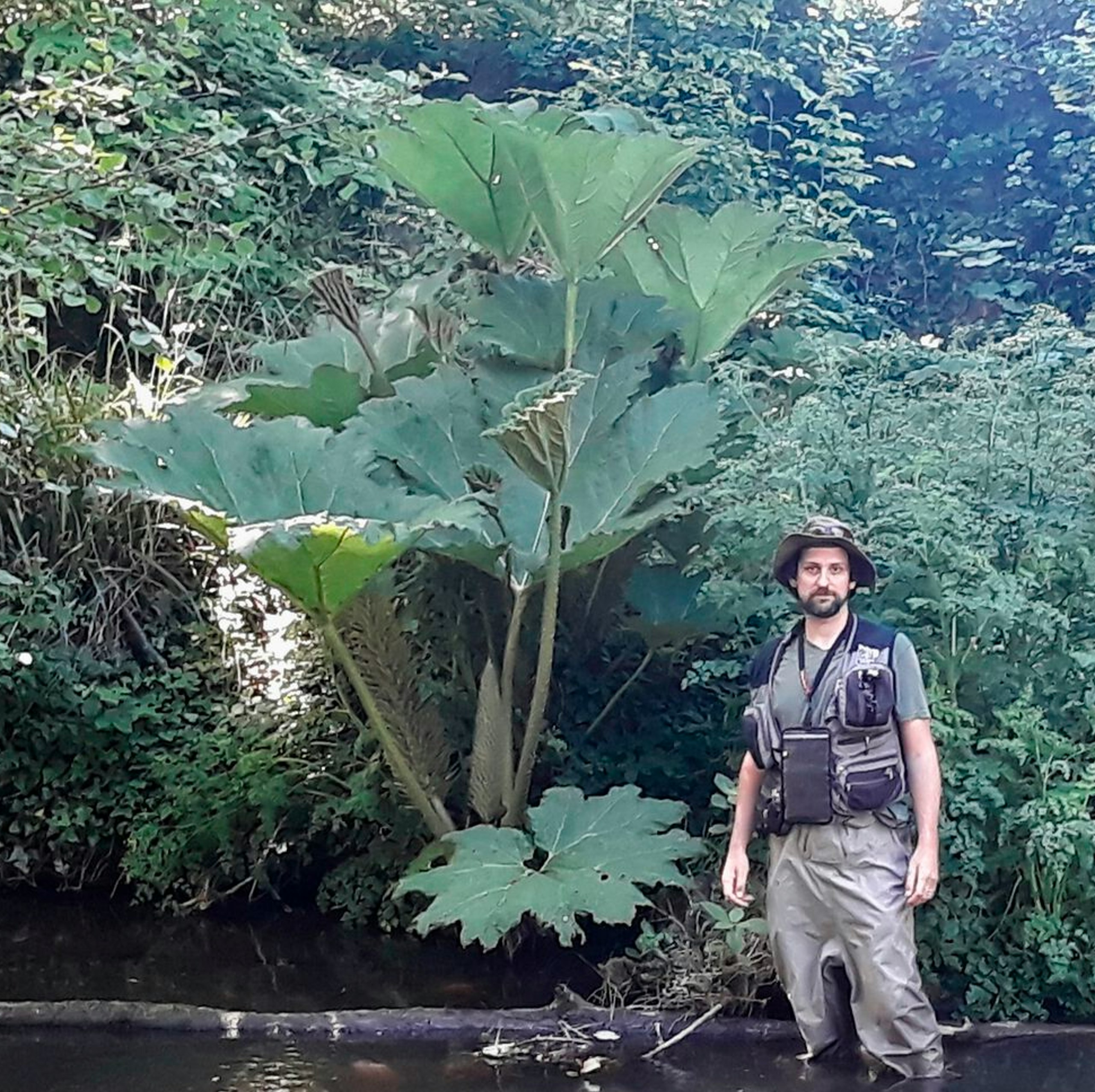 Giant rhubarb