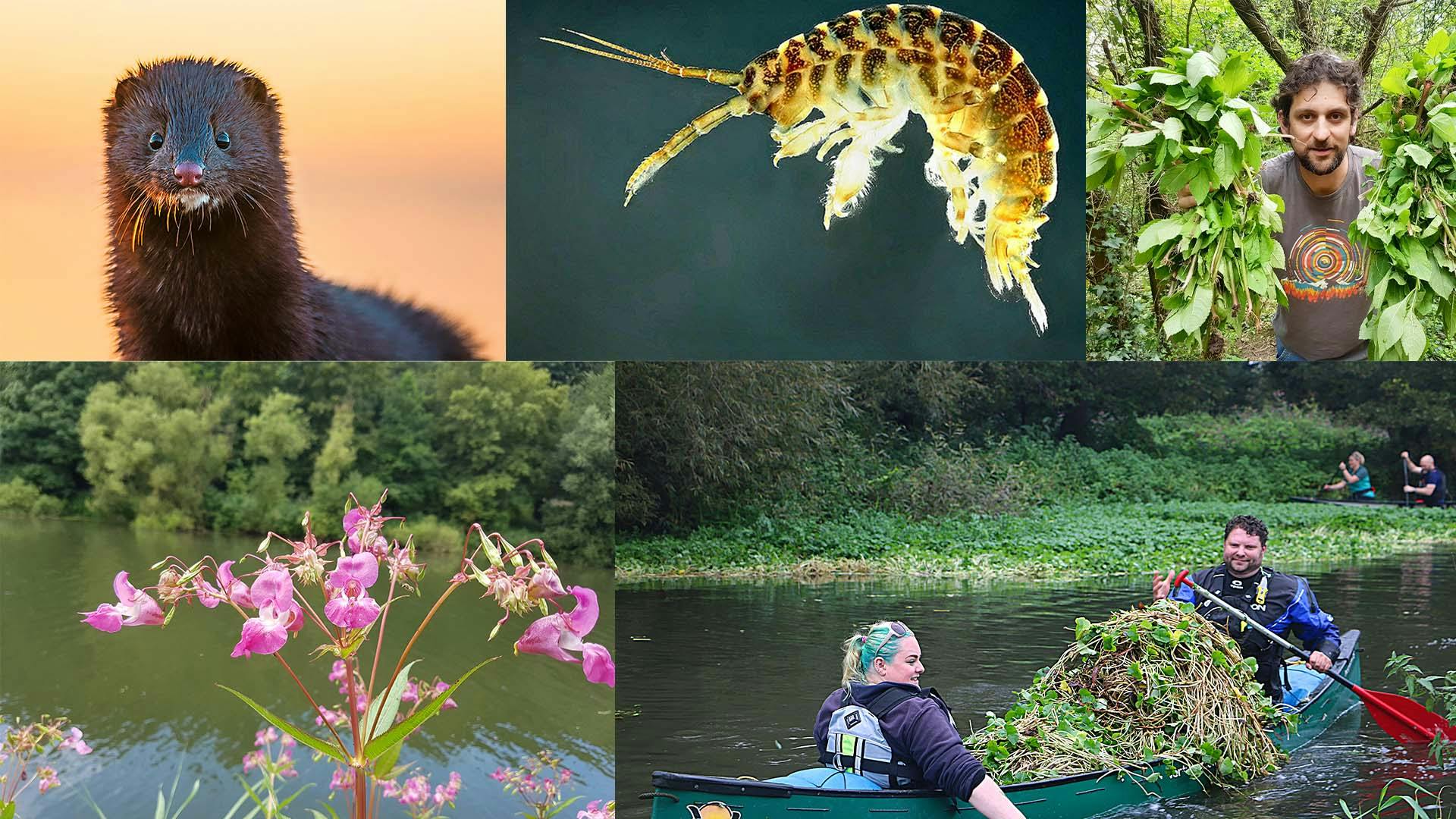 New hope against invasives