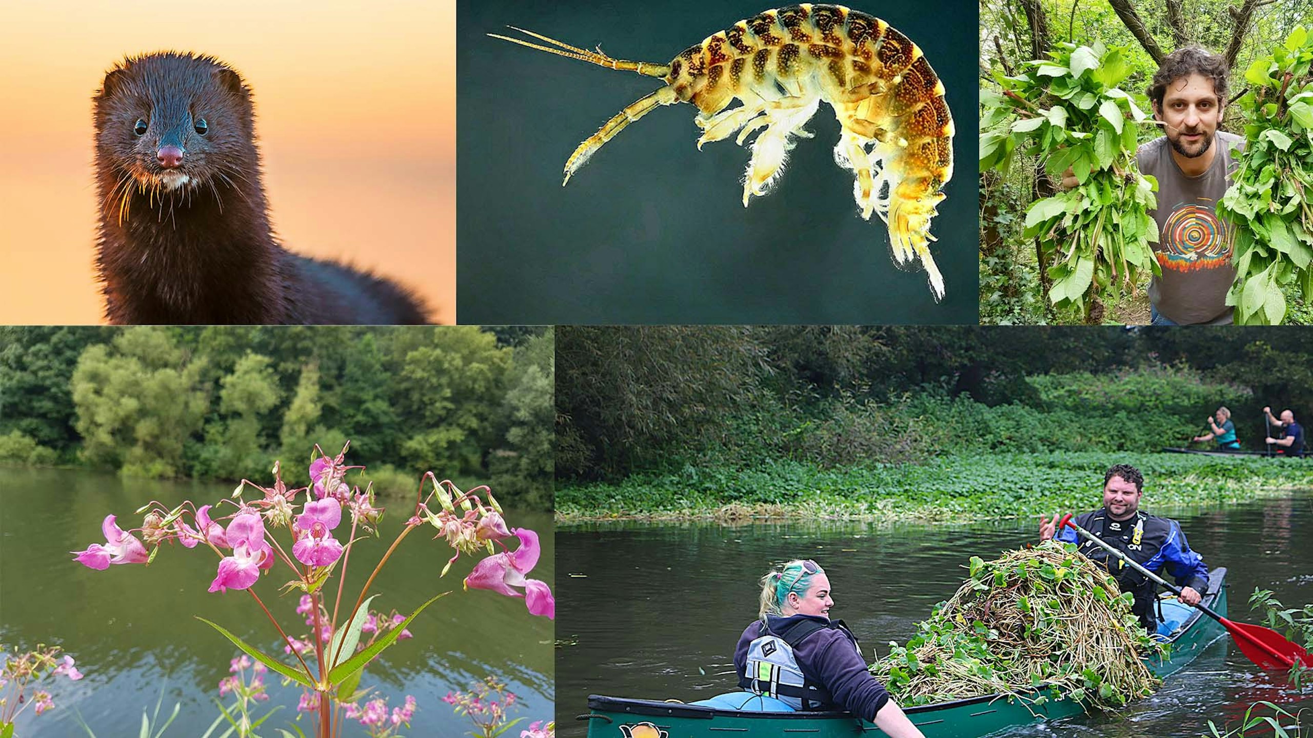 New hope against invasives