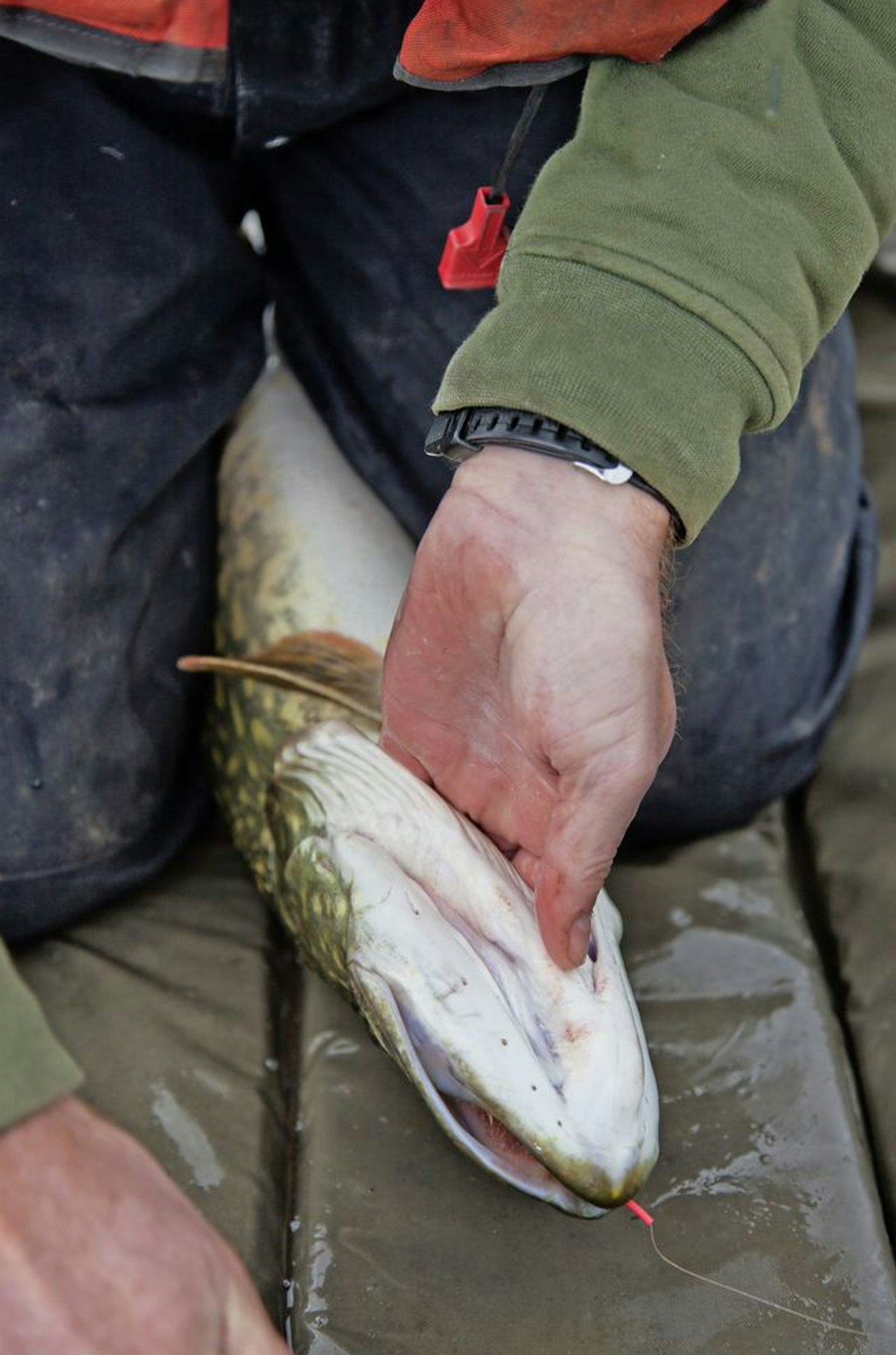 Run your fingers into the underside of its jaws, steering clear of its gills. Apply light pressure with your thumb to secure a firm hold