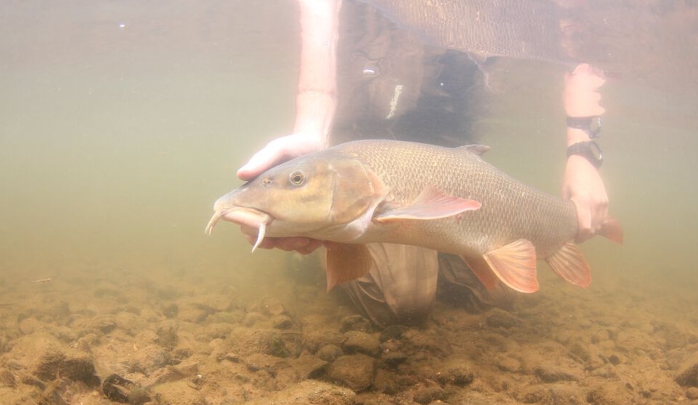 Keep your catch in the water