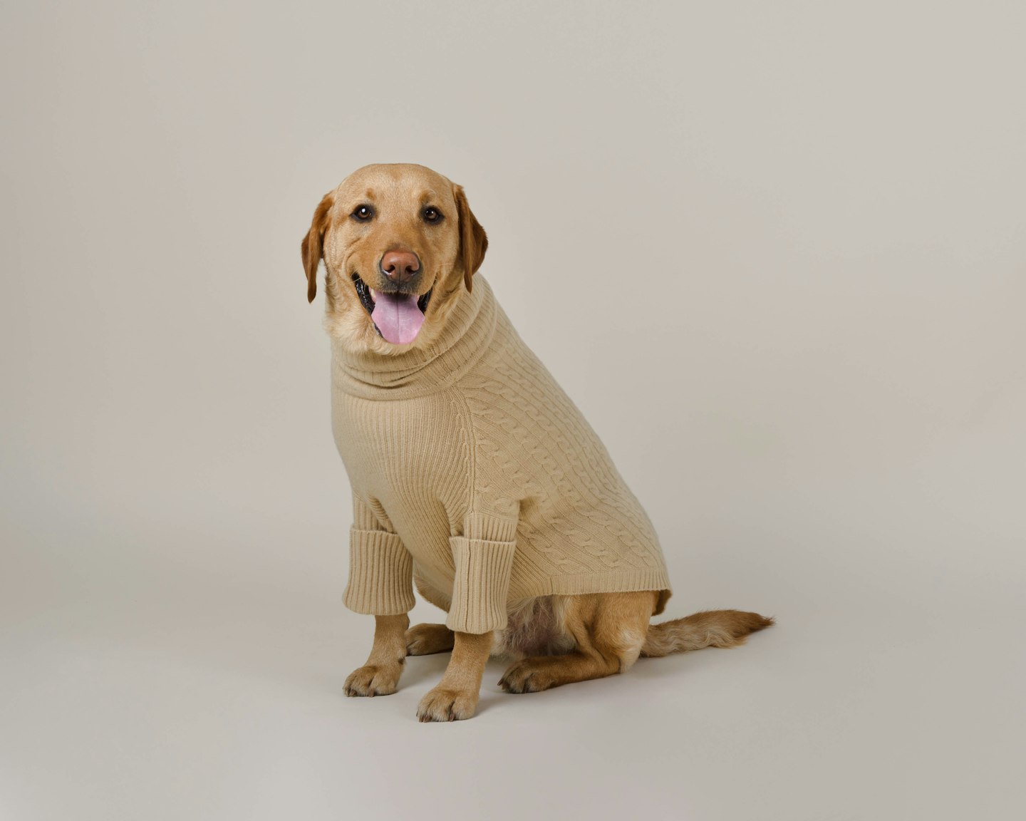 Pawshmere, The Pablo Knit,  £130