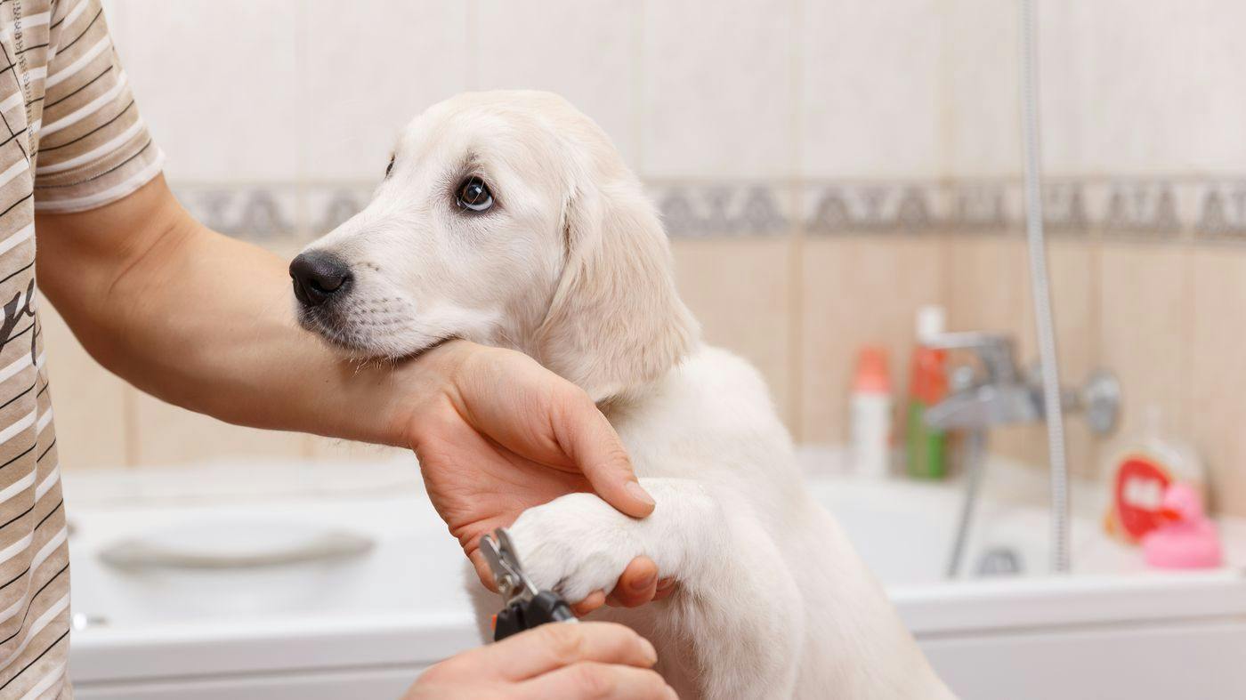 The Best Dog Nail Clipping Tools 2023 - Vimarsana News