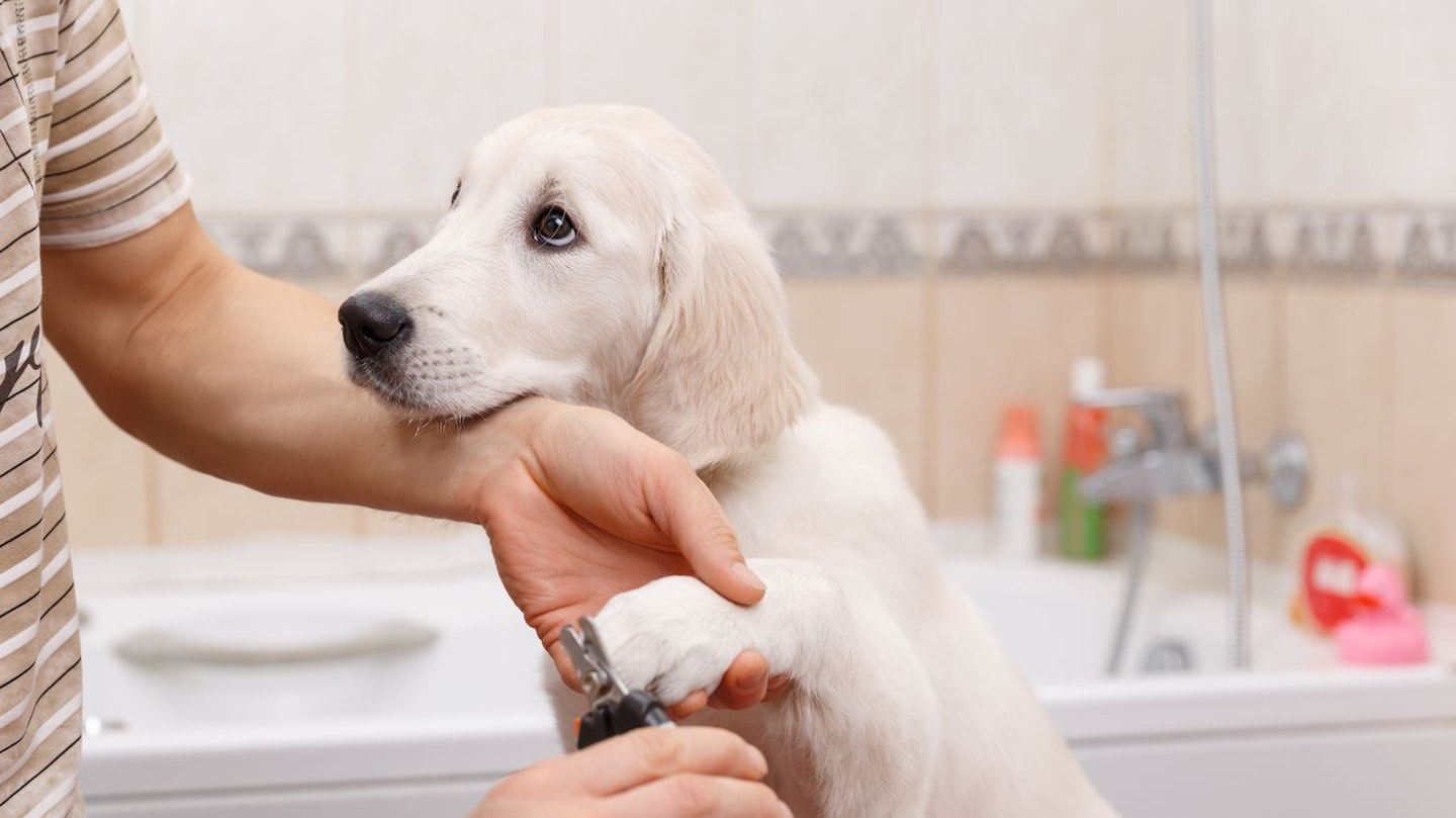 Best dog nail clipping tools