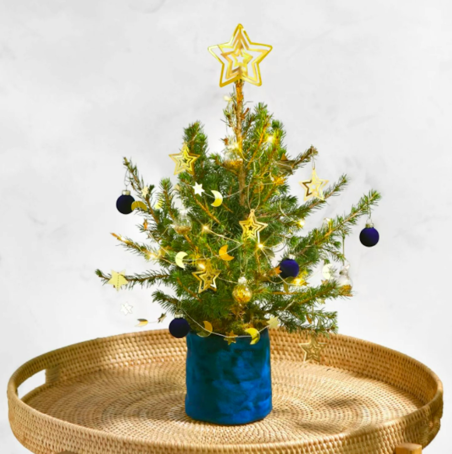 Tuesday – Bloom & Wild, Tiny Christmas Tree, From £25