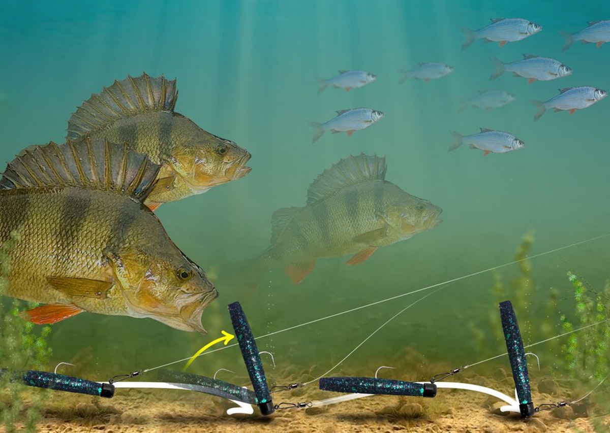 Get on the Ned rig for big perch | Angling Times