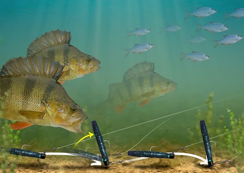 Get on the Ned rig for big perch | Angling Times