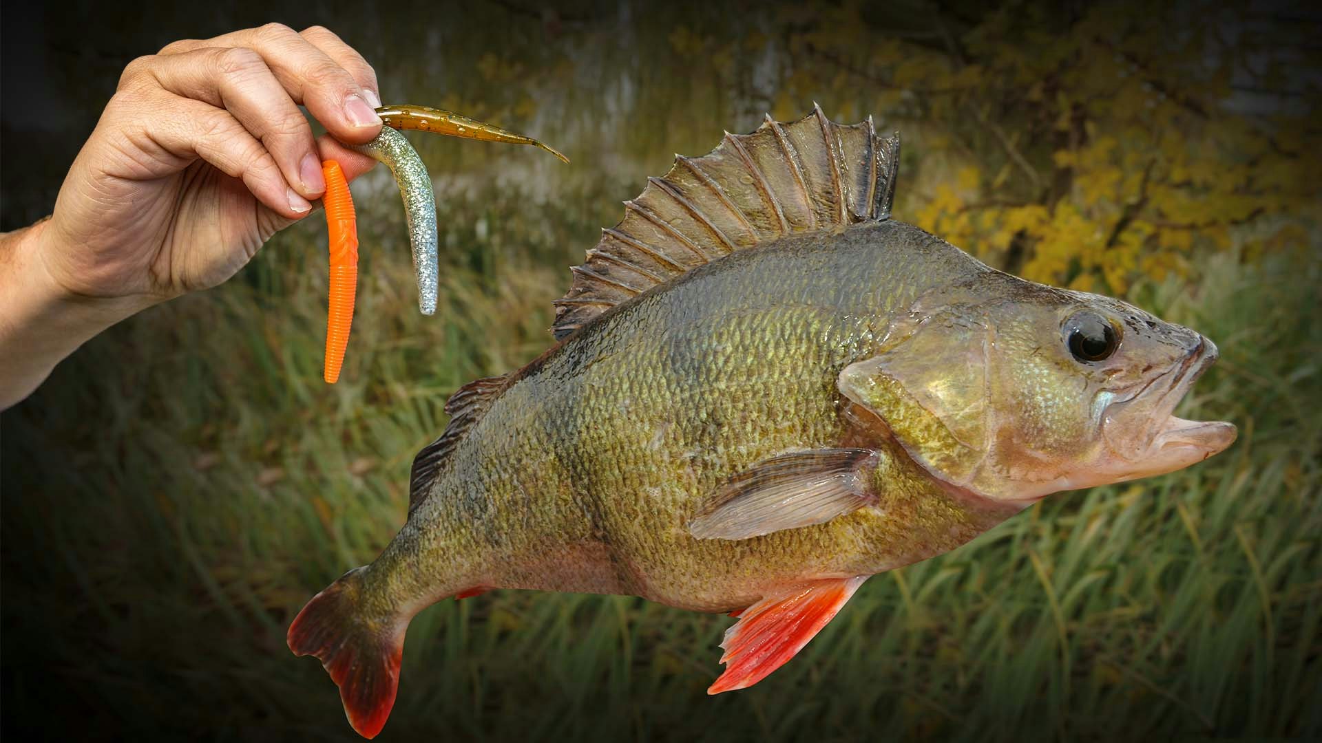 Get on the Ned rig for big perch