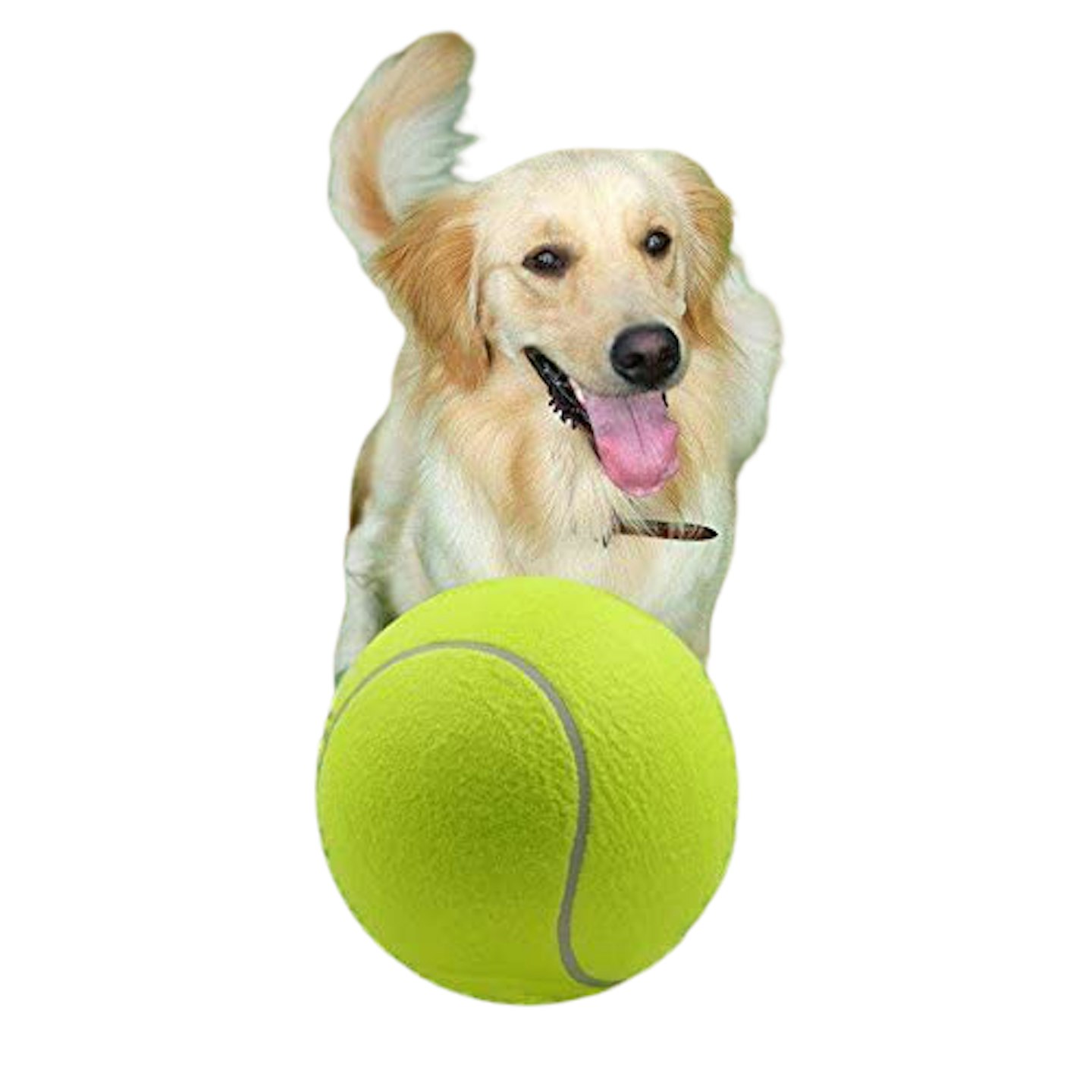 Labrador and giant tennis ball