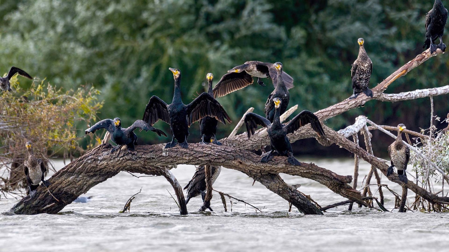 Fisheries urged to take early cormorant action
