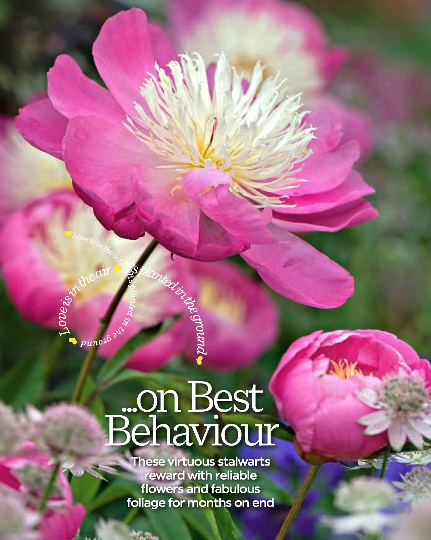 Peony with astrantias
