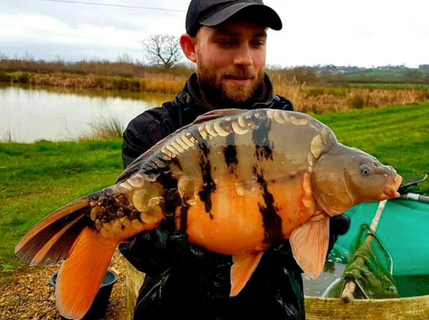 A rare ‘Tiger Carp’ netted £2,500 at auction