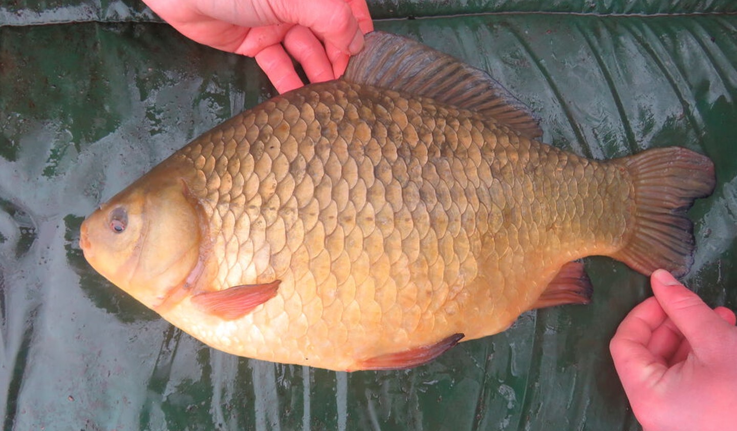 A new crucian record