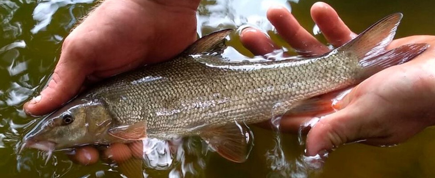 A steep rise in the numbers of 1lb-sized barbel was reported