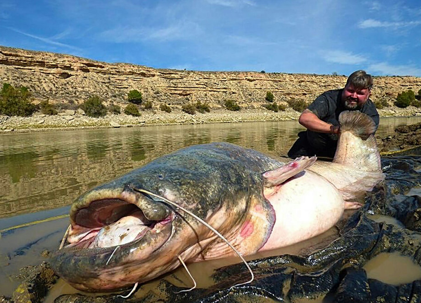 A Brit angler came within a whisker of breaking the 250lb River Ebro catfish record
