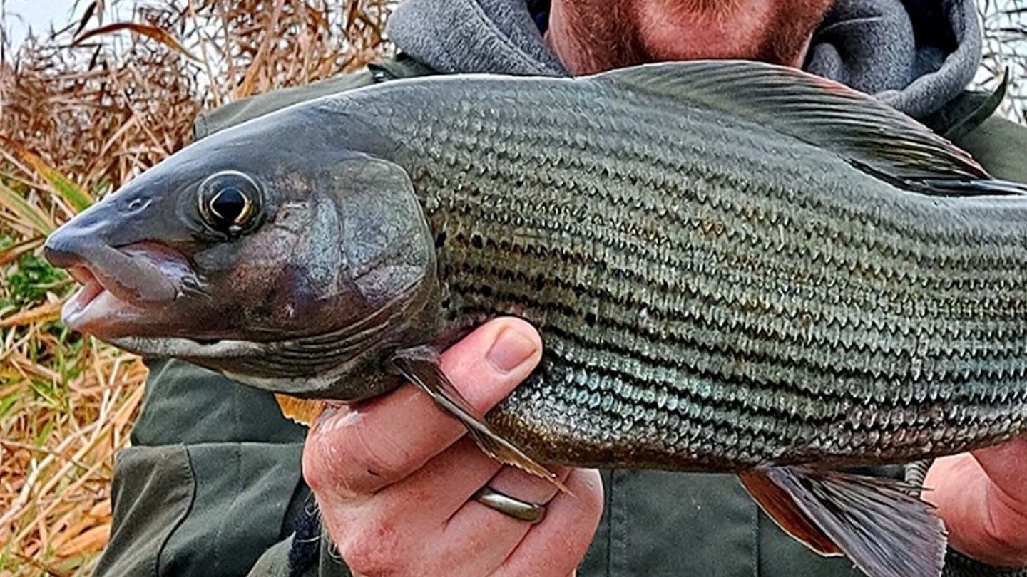 'Immense fight' from monster grayling