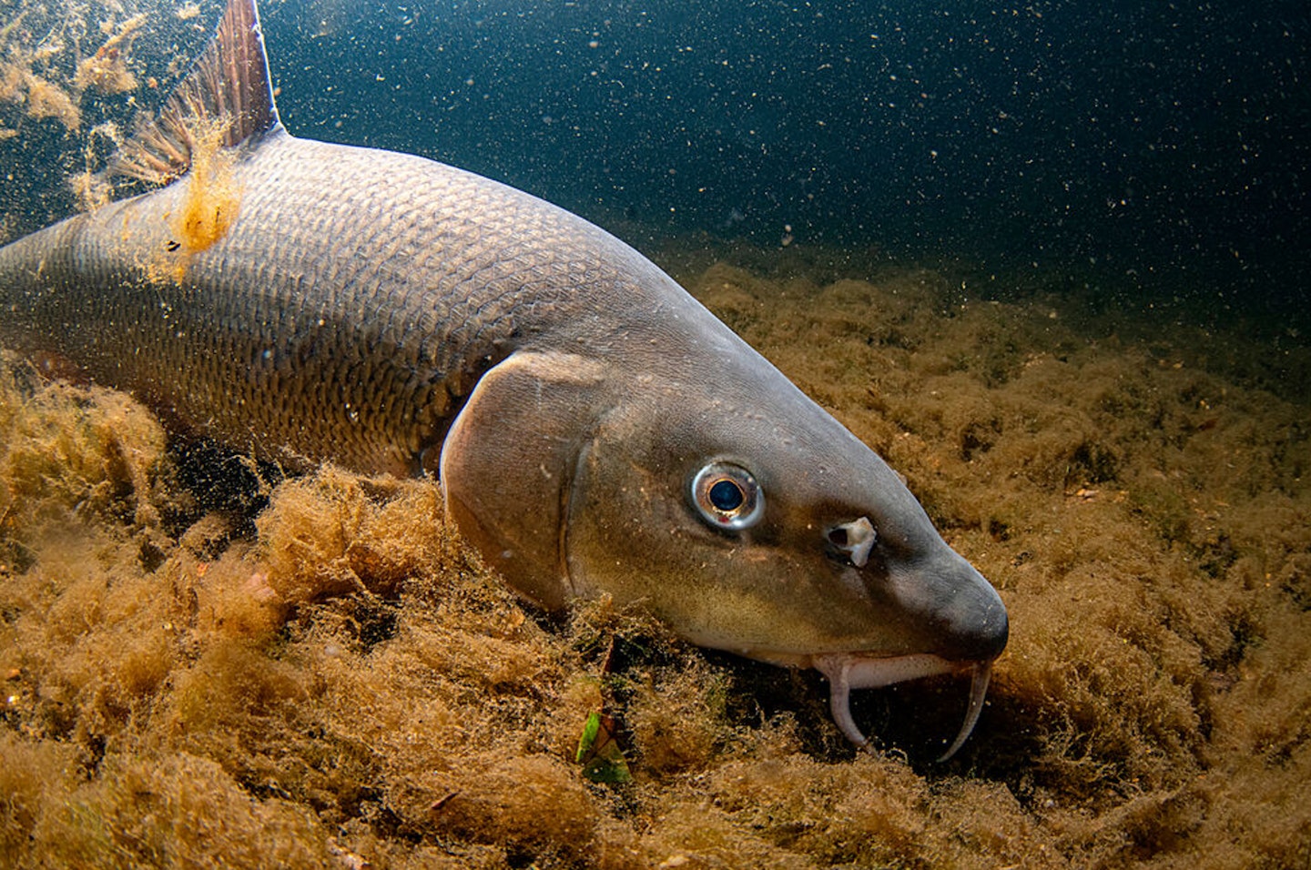 Barbel are well equipped for holding station tight to the bottom