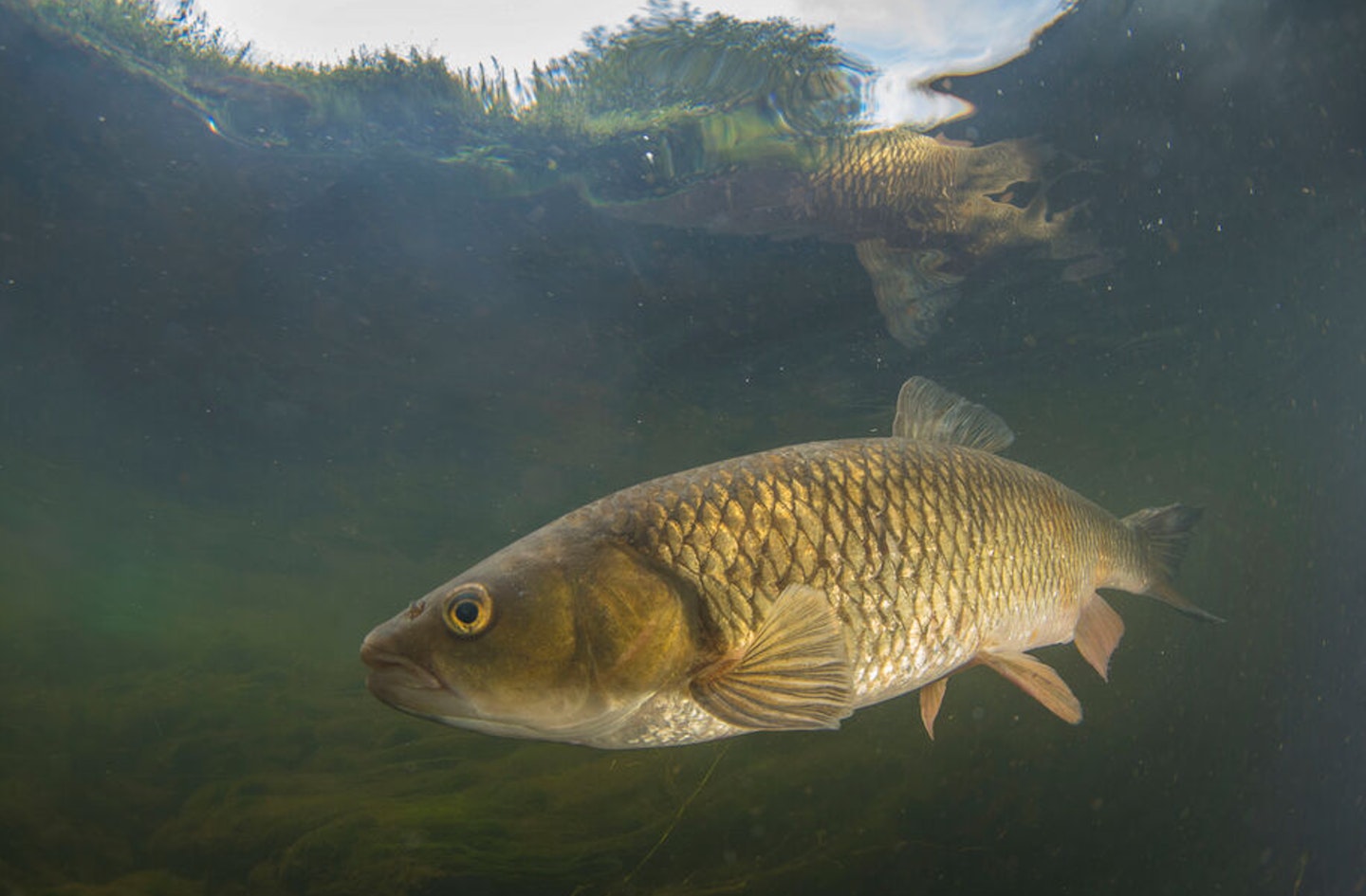 Where the main flow meets slower water is a productive area to target chub