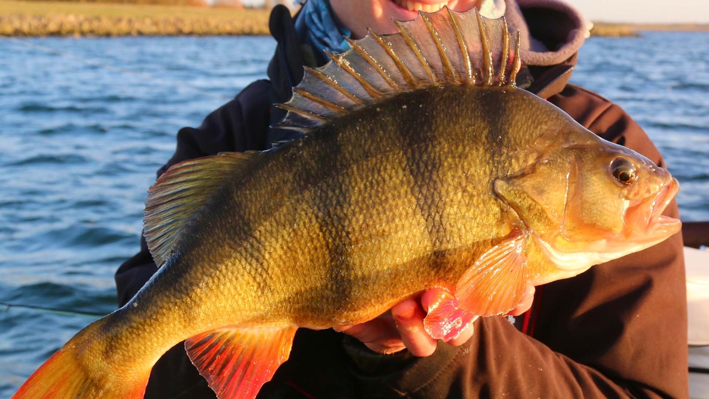 Incredible perch haul with three 4lb-plus specimens