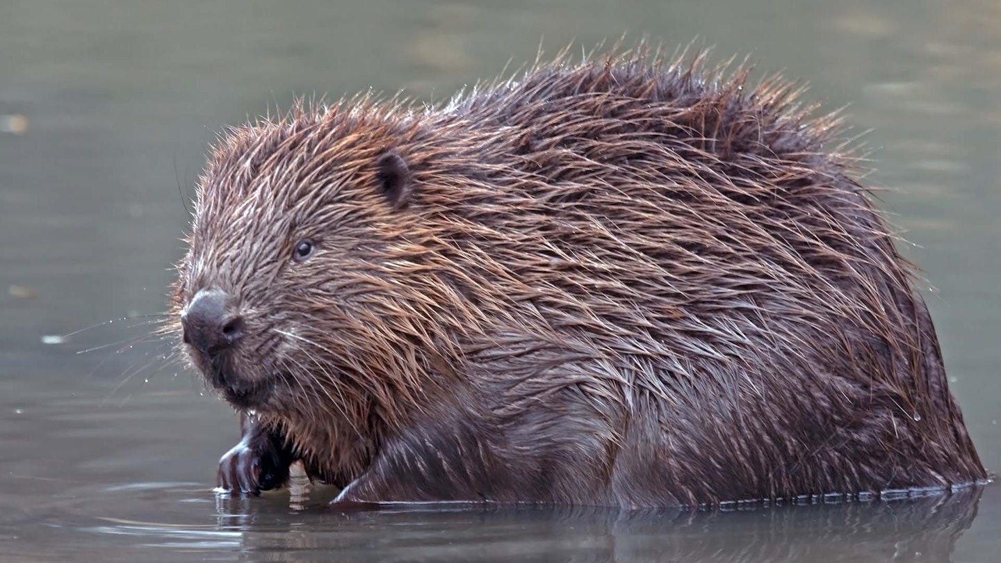 Beaver 'decision' expected in coming months