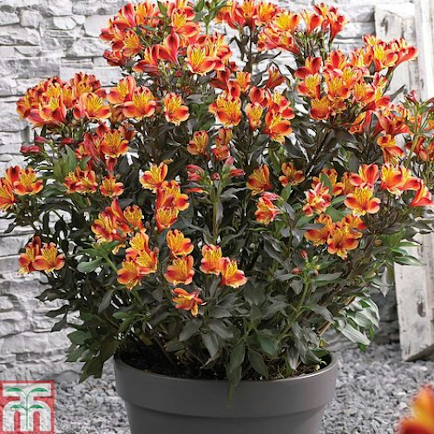 Alstroemeria u2013 u2018Indian Summeru2019