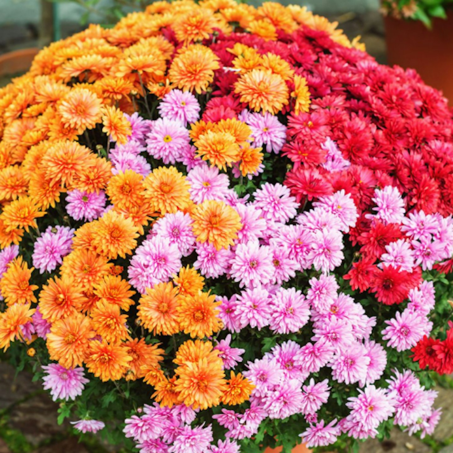 Chrysanthemum u2013 Hardy Patio Mixed