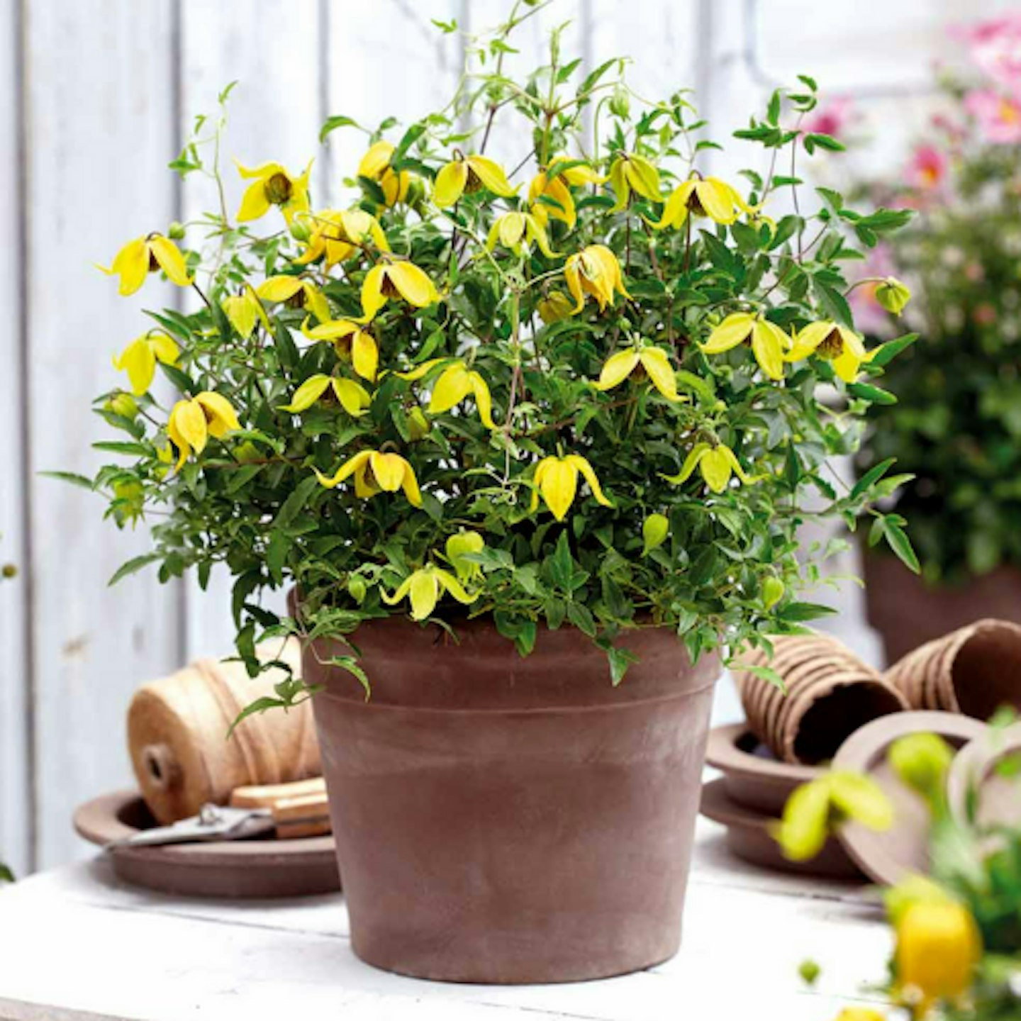 Clematis u2013 Little Lemons