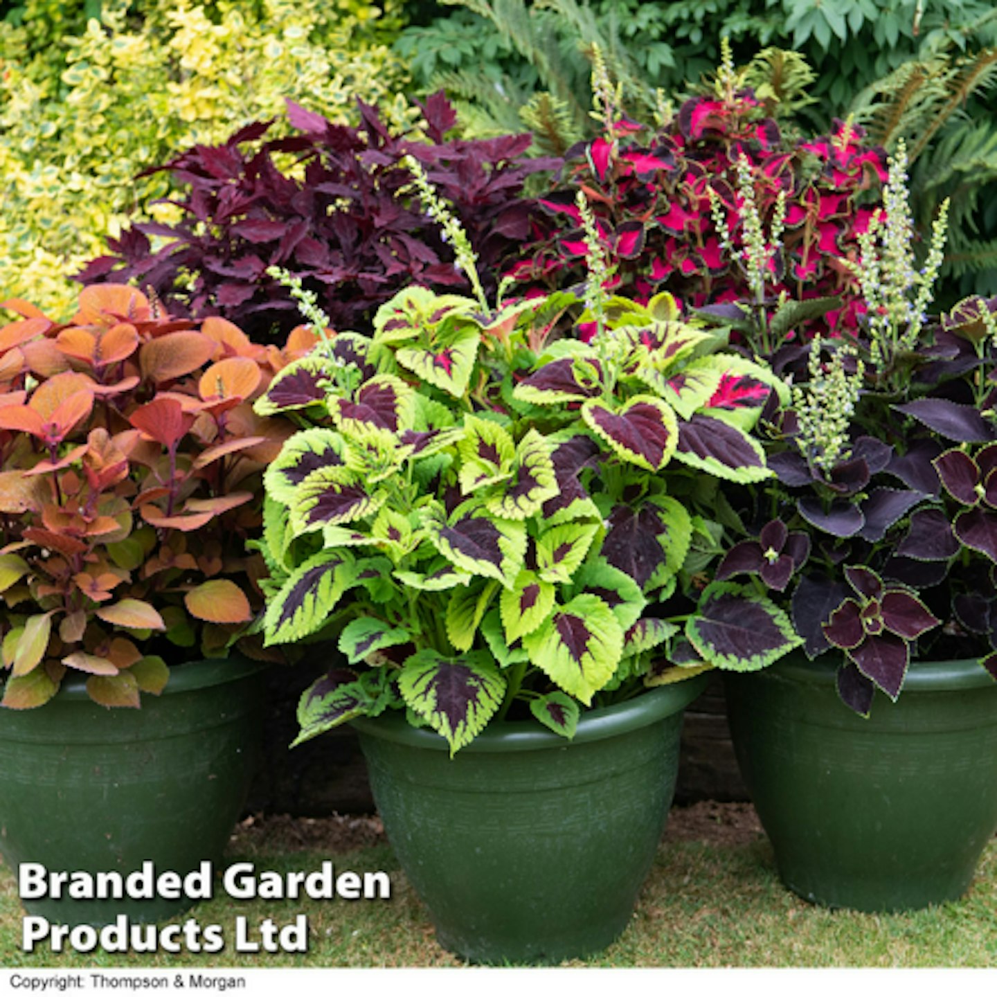 Coleus u2013 Coleus Collection