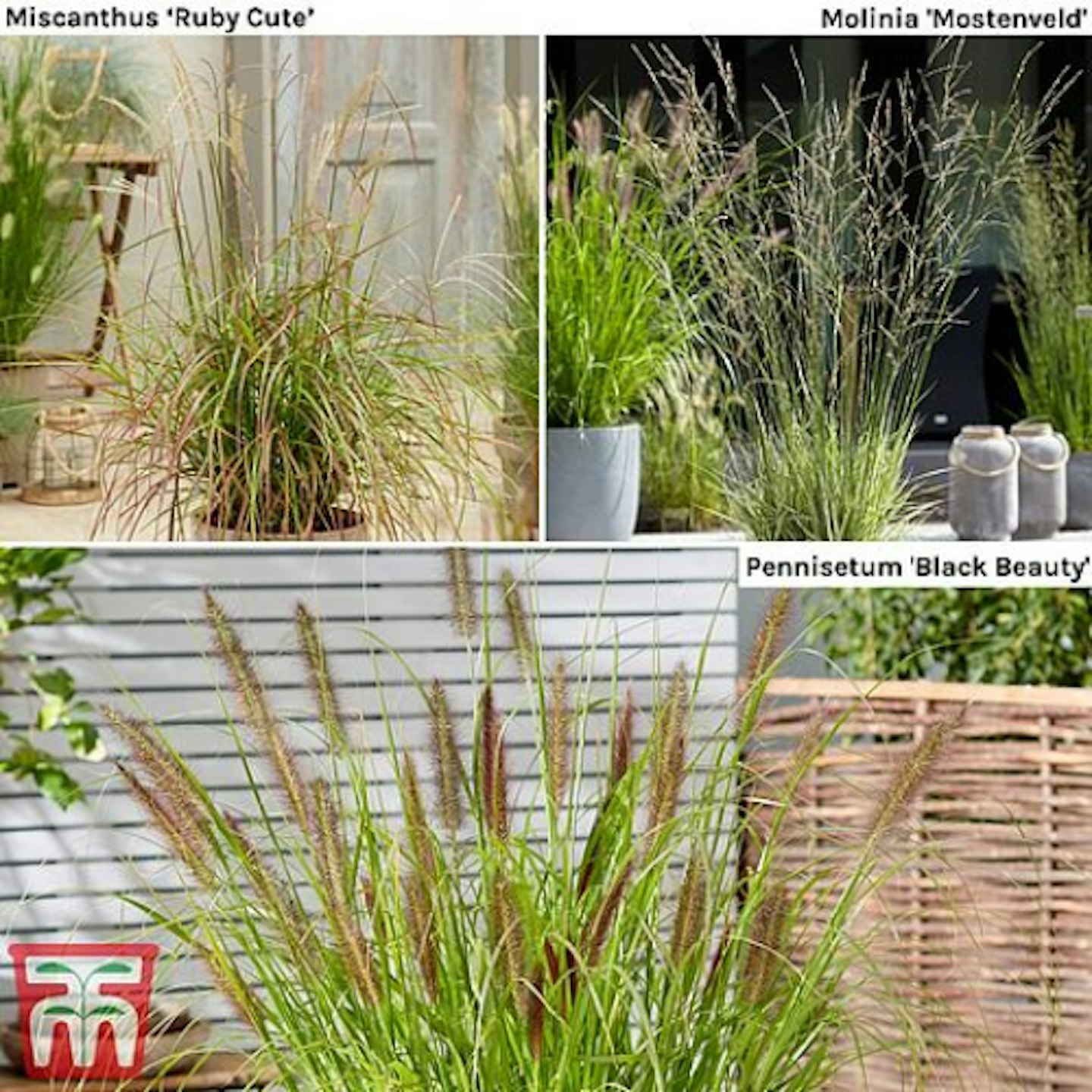 Grasses u2013 Architectural Grasses Collection