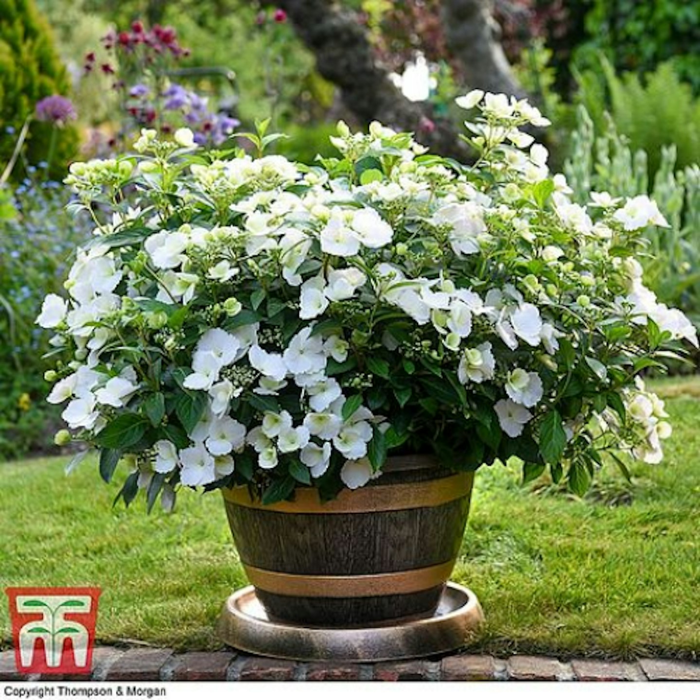 Hydrangeas u2013 u2018Runaway Brideu2019