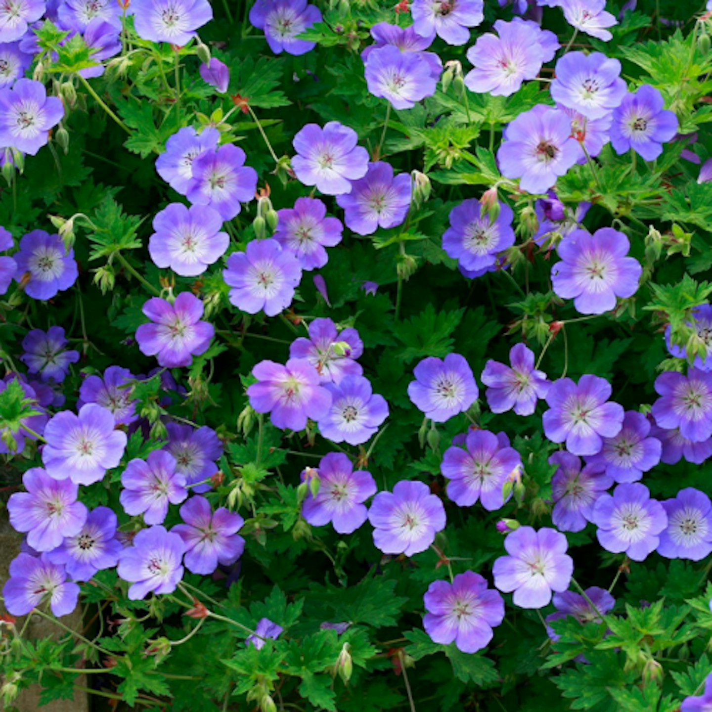 Hardy Geraniums u2013 Rozanne