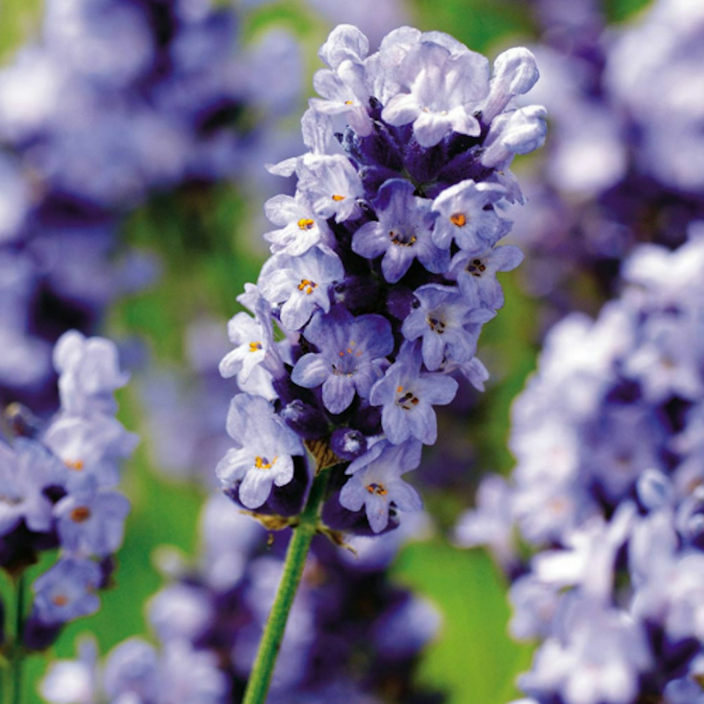 Lavender u2013 Hidcote