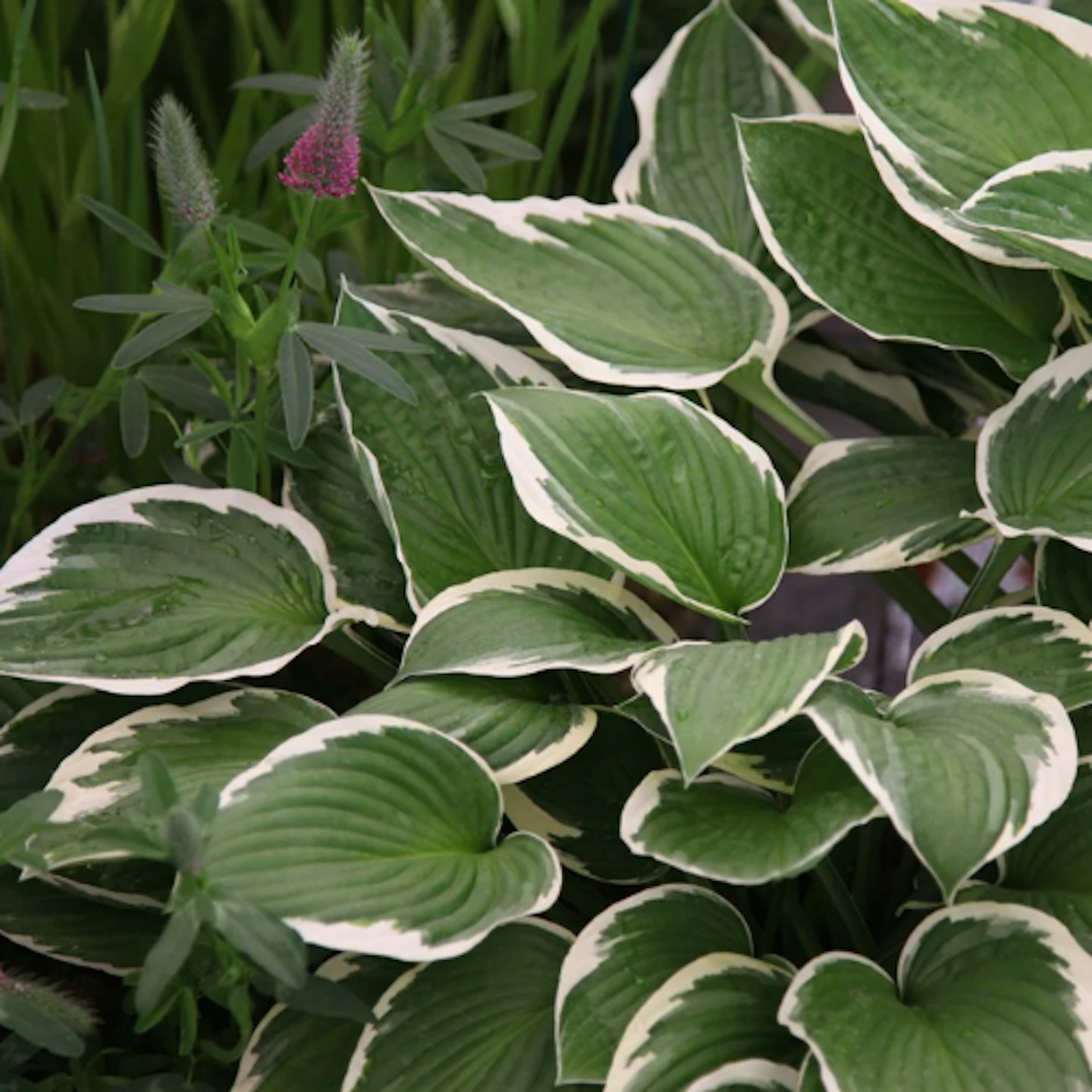 Hostas - Hosta u2018Franceeu2019