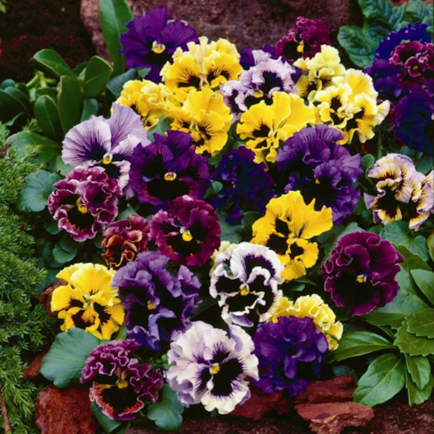 Pansies u2013 Pansy Frizzle Sizzle
