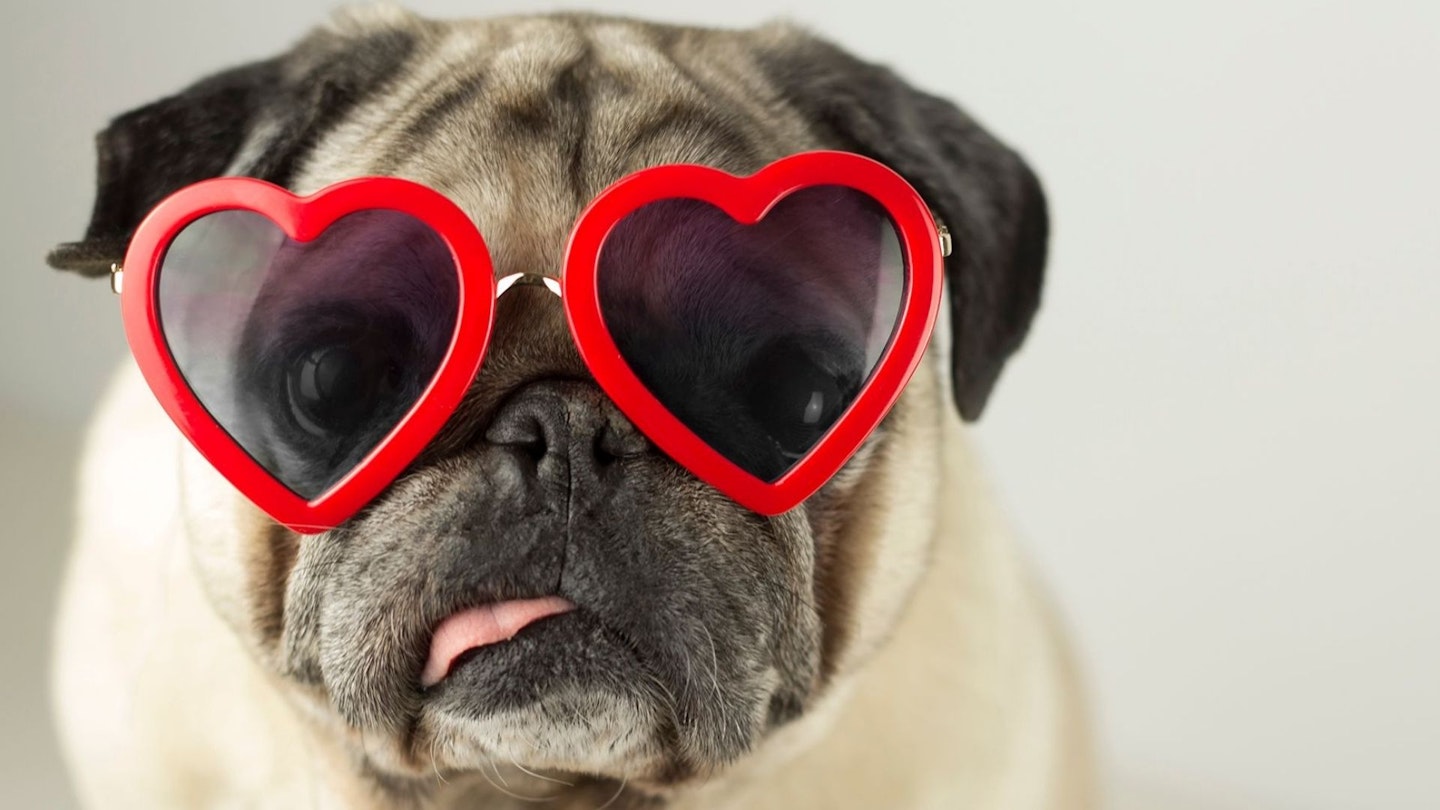 The best Valentine's Day gifts for dogs