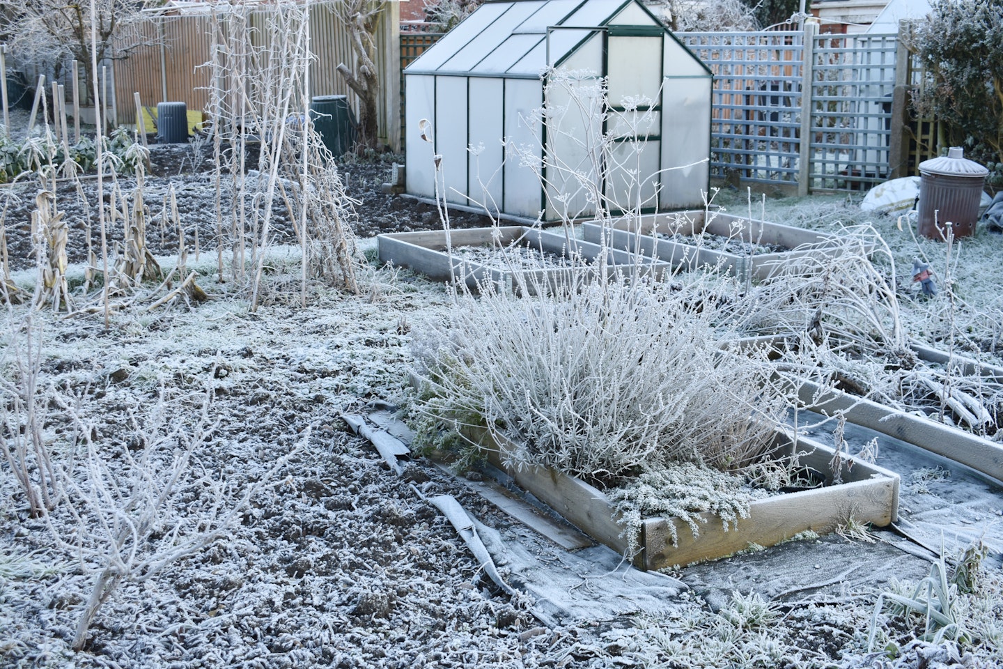 garden covered in frost