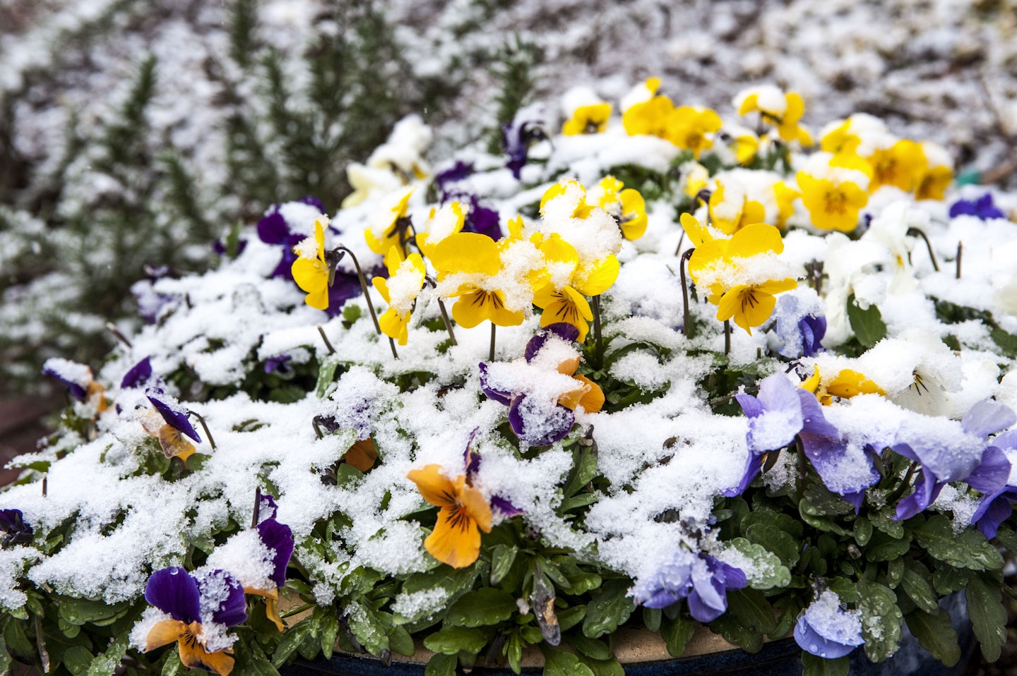 pansies with snow no them