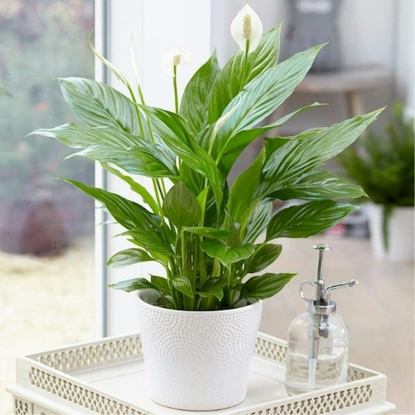 Spathiphyllum 'Peace Lily' Indoor Plant