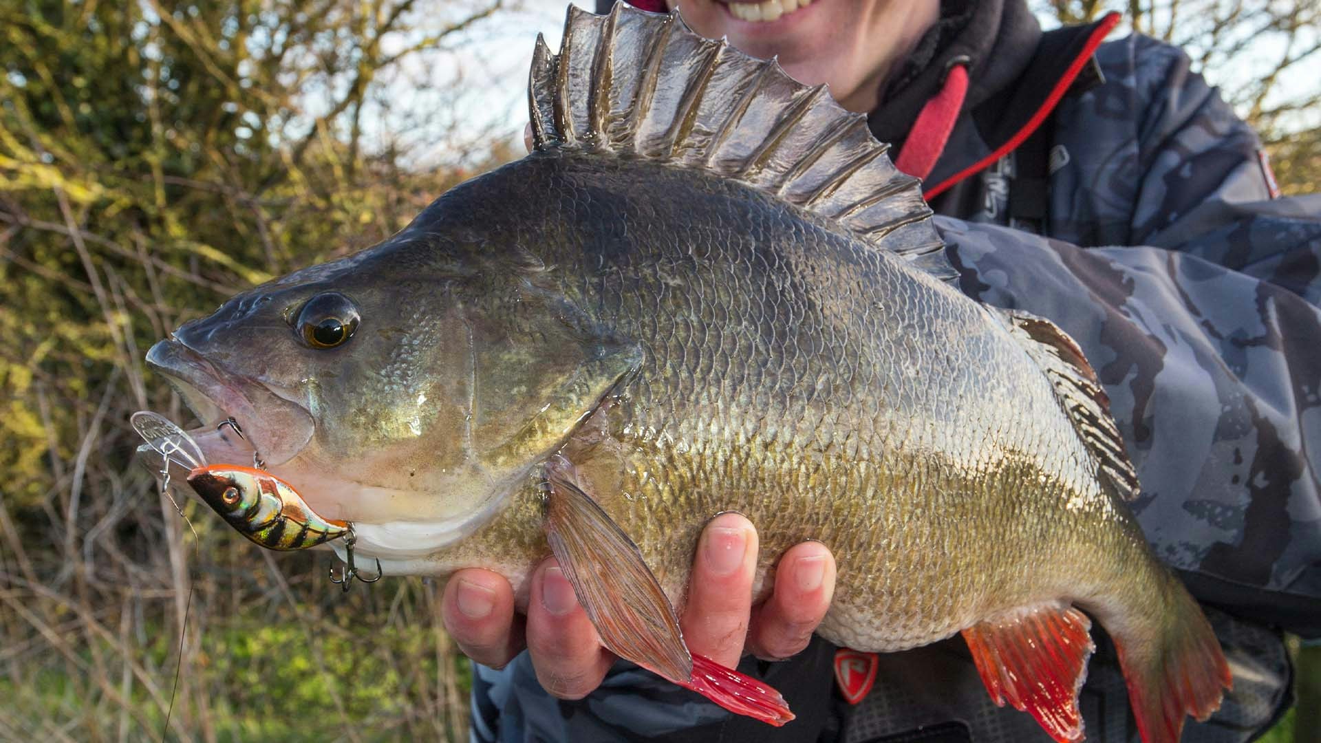 How to catch big river perch on crankbaits