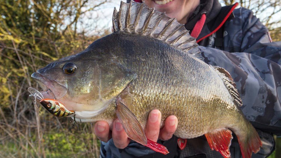 How to catch big river perch on crankbaits | Angling Times