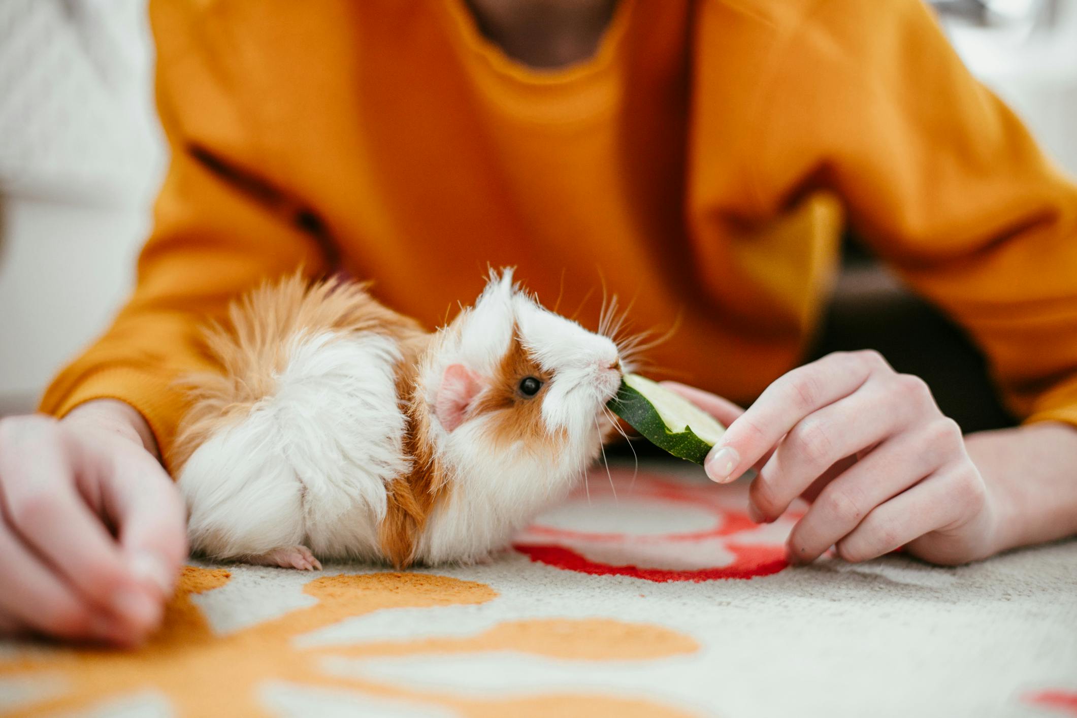 Guinea pig food outlet hay