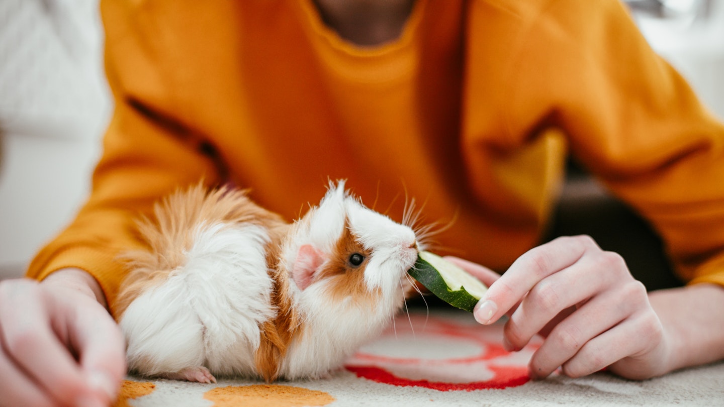 the best guinea pig food - Take a Break Pets