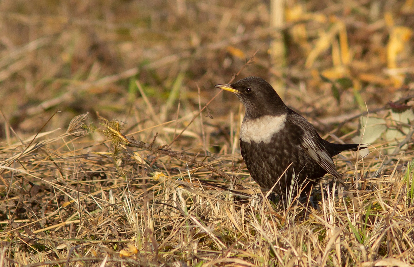 Ring Ouzel