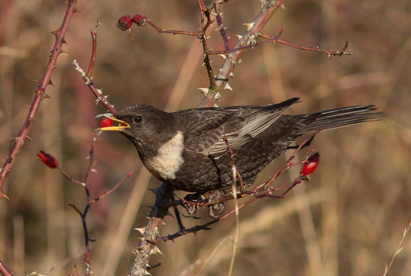 Ring Ouzel