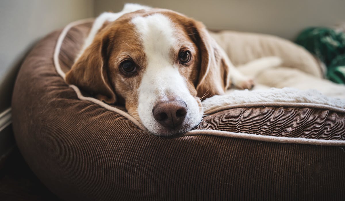 anxiety reducing dog bed uk