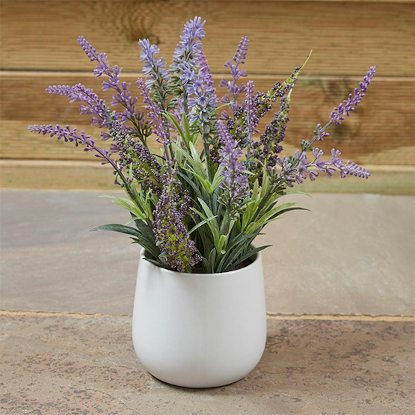 Lavender in white pot