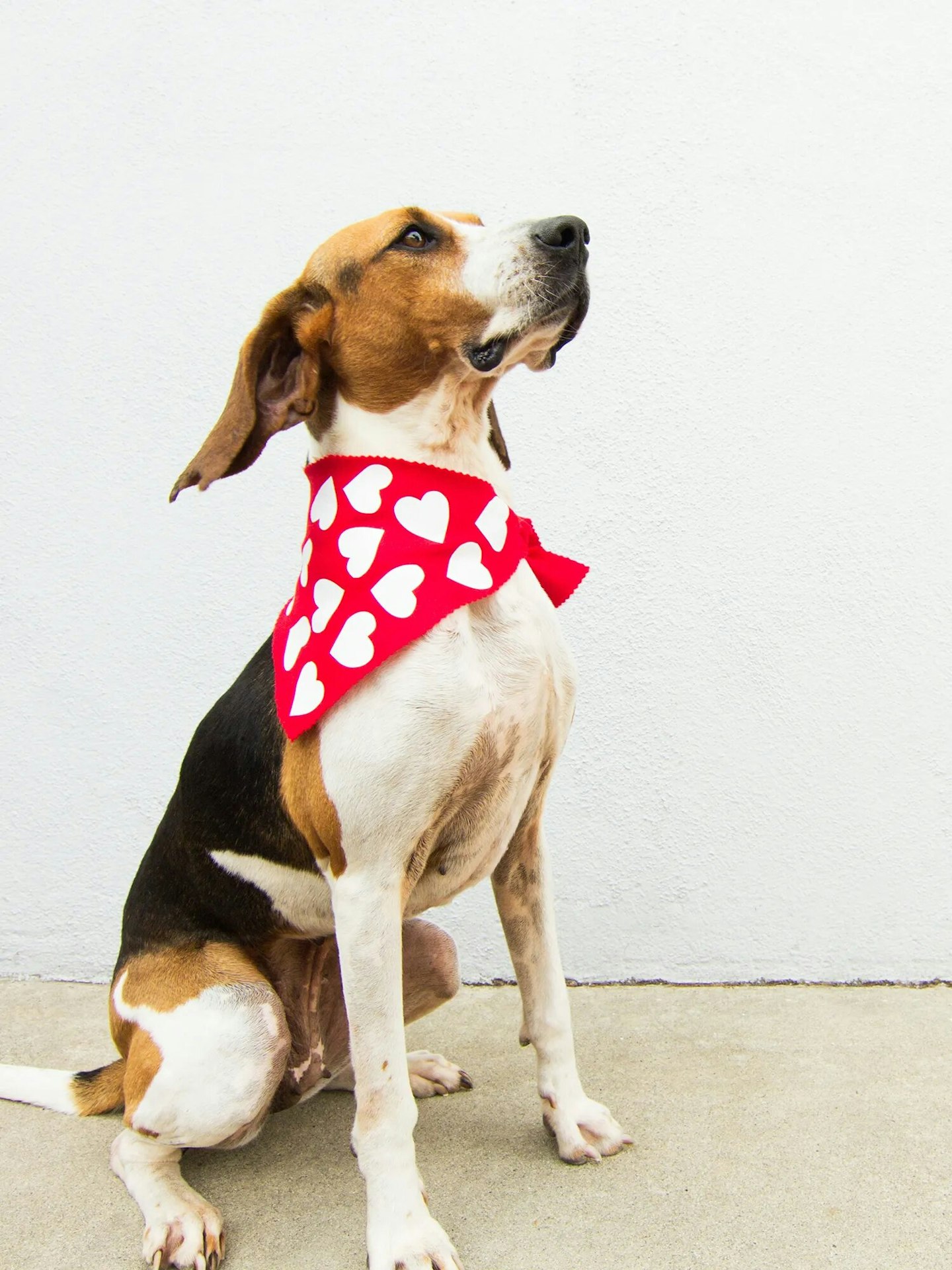 Heart dog scarf