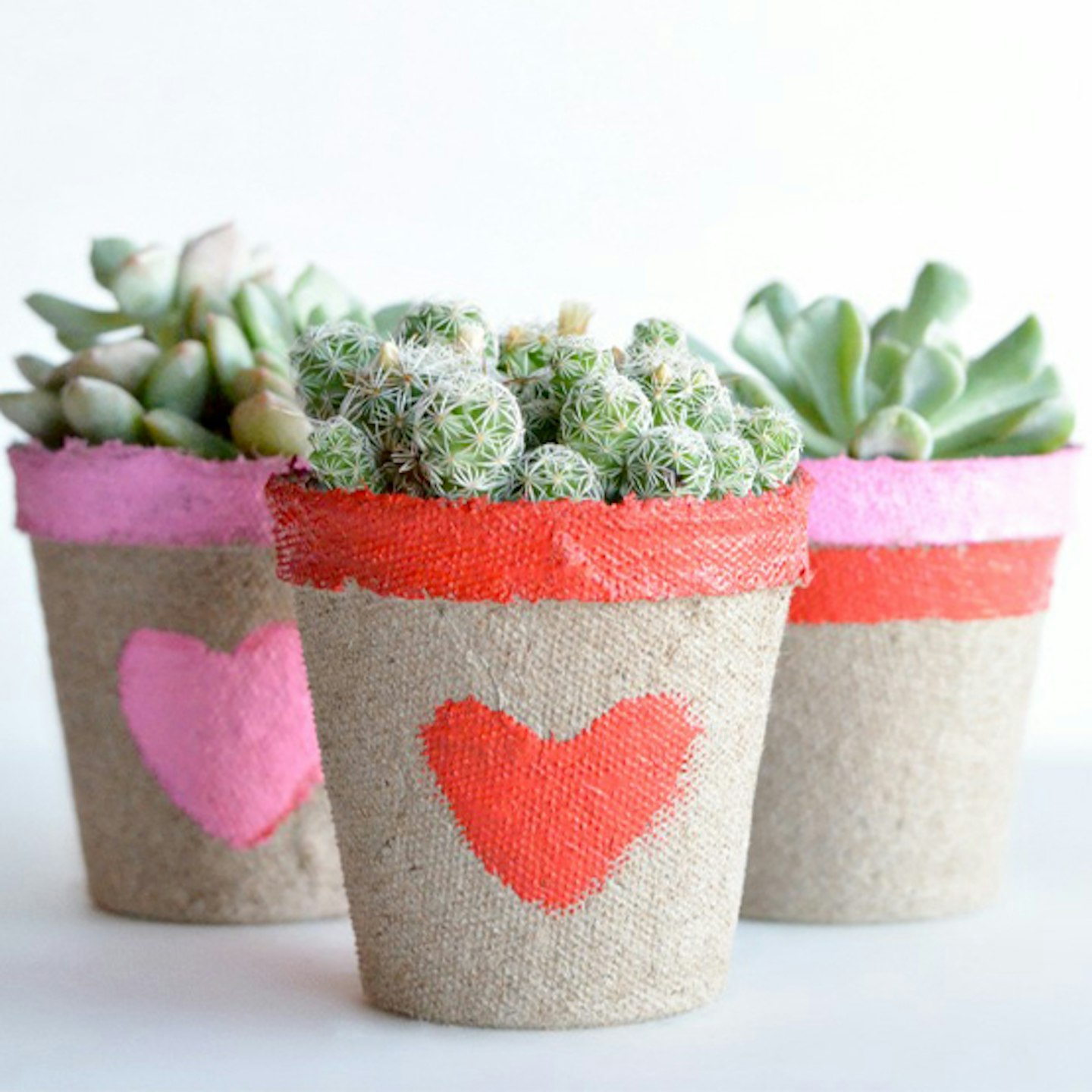 Succulent Valentine
