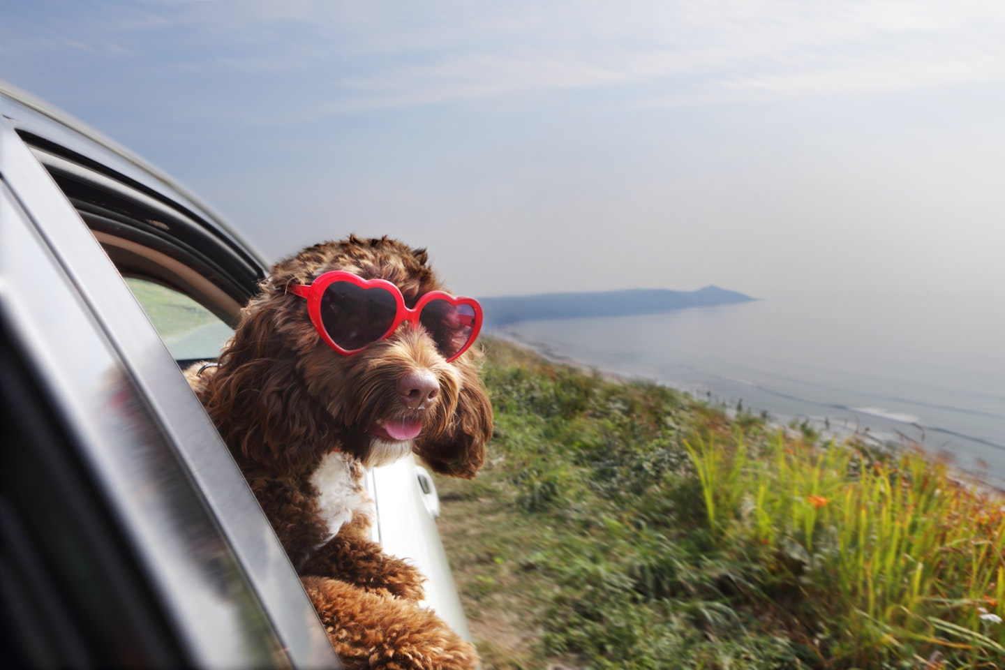The best dog travel accessories for you and your pet - Take a Break Pets